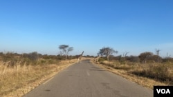 2021年7月1日，長頸鹿走在津巴布韋最大的野生動物保護地萬蓋國家公園。(美國之音哥倫布·馬烏汗加拍攝)