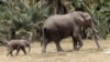 بھارت: ڈیڑھ سو جنگلی ہاتھیوں نے کھڑی فصلوں کو تباہ کردیا