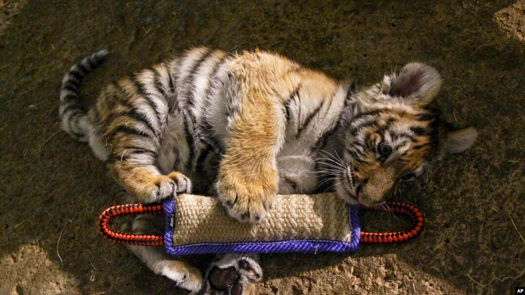 White tiger cubs die at zoo from suspected COVID-19 - CGTN