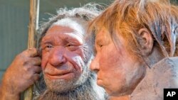 FILE - A March 20, 2009, photo shows reconstructions of a Neanderthal man, left, and woman, at the Neanderthal Museum in Mettmann, Germany.