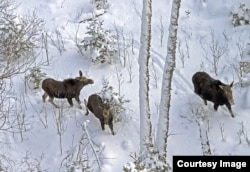 A aerial view of moose on Isle Royale (Roth Peterson/Michigan Tech University/AP)