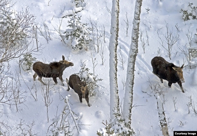 A aerial view of moose on Isle Royale (Roth Peterson/Michigan Tech University/AP)