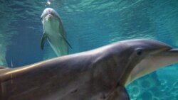Bottlenose dolphins swim in the Georgia Aquarium last month in Atlanta