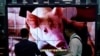 在上海国际进口博览会上展示的进口猪肉广告。（2019年11月6日）