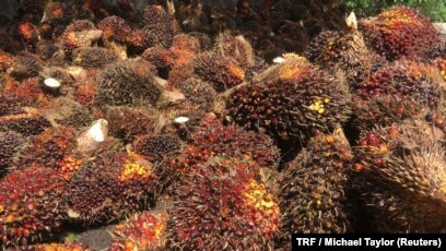 200 Gambar Buah Kelapa Sawit HD Paling Keren 200 Gambar Buah Kelapa Sawit HD Paling Keren