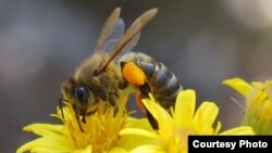 Insects help pollinate 75 percent of crop species and over 90 percent of wild flowering plants. (Creative Commons)