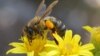Insect Pollinators Face Interlocking Threats