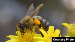 Les abeilles comptent parmi les insectes consommés par certaines populations