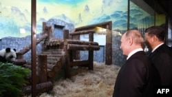 俄罗斯总统普京和中国国家主席习近平6月5日在莫斯科动物园参加熊猫“如意”和“丁丁”的欢迎仪式。