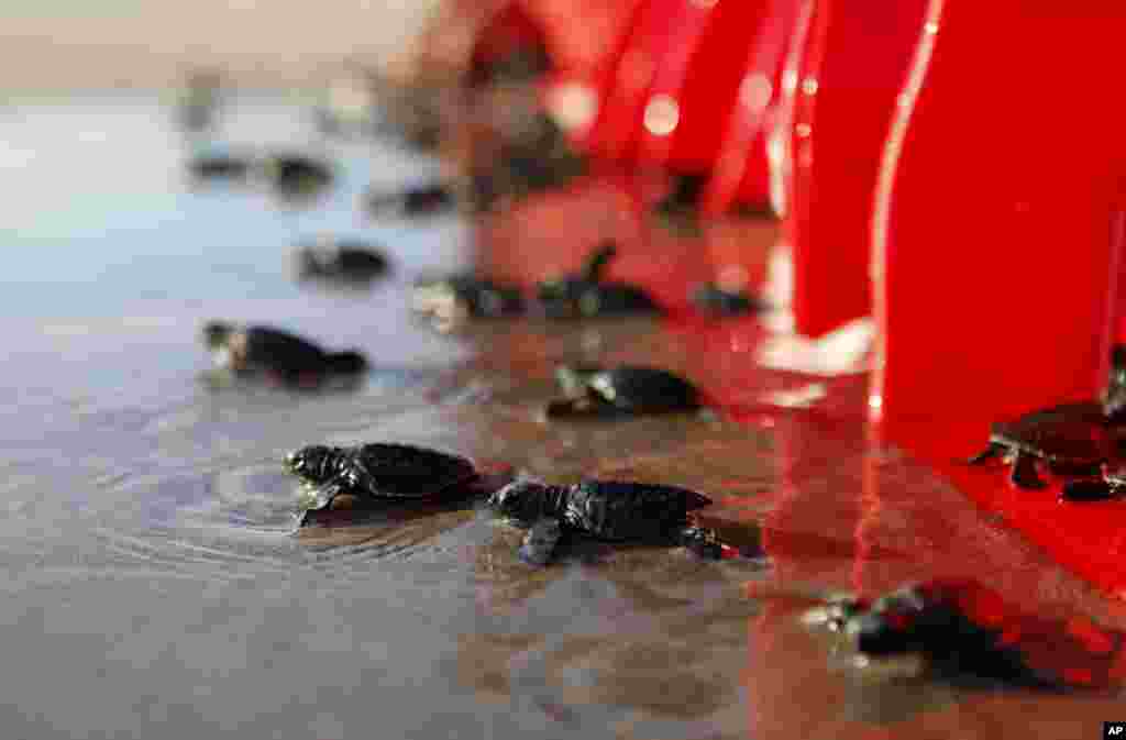 Baby turtles are released into the ocean in Bali, Indonesia. Roughly a hundred newly hatched Lekang turtles were released during a campaign to save the endangered sea turtles.