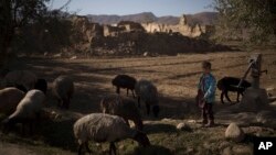 A boy stands with his flock of sheep at a village in Wardak province, Afghanistan, Oct. 11, 2021. 
