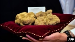 A twin white truffle weighing a total of 1 kilograms is pictured after being sold for 100,000 euros to a buyer from Hong Kong during the World Alba White Truffles Auction in Grinzane Cavour in northwestern Italy, Nov. 9, 2014.