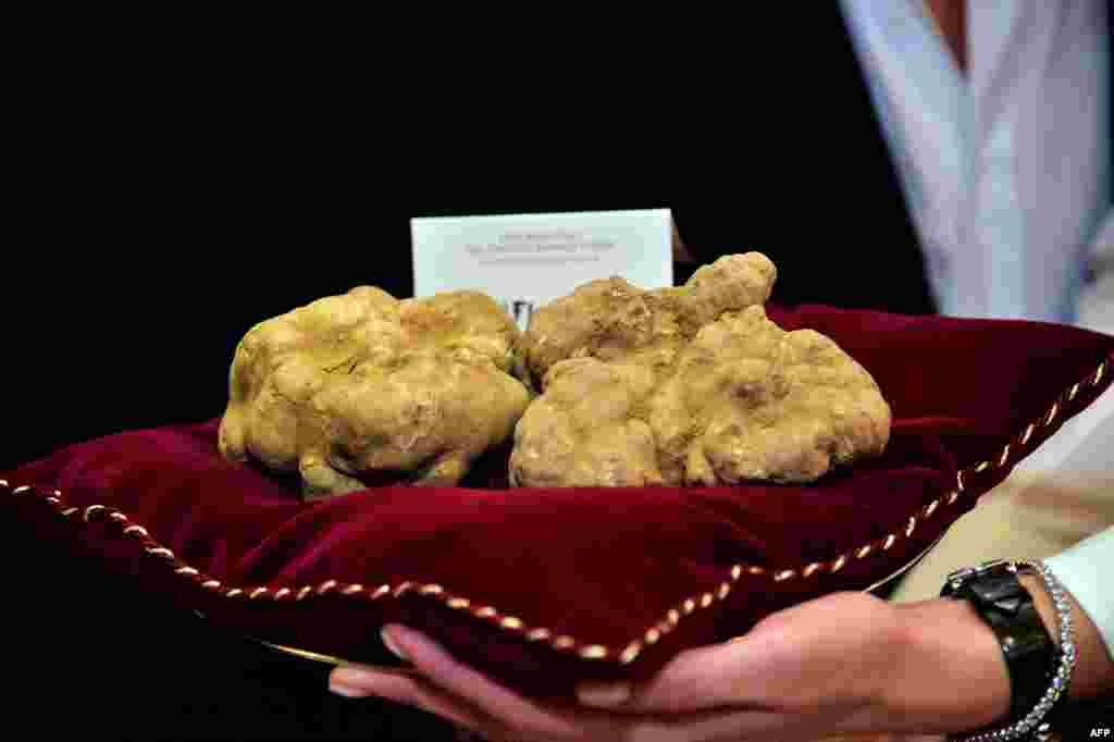 A twin white truffle weighing a total of 1 kilograms is pictured after being sold for 100,000 euros to a buyer from Hong Kong during the World Alba White Truffles Auction in Grinzane Cavour in northwestern Italy.