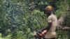 Un petit bûcheron artisanal abattit un arbre le long de la route RN4 au cœur de la forêt du bassin du Congo près de Kisangani au nord-est de la République démocratique du Congo le 25 septembre 2019. (Photo par SAMIR TOUNSI / AFP)
