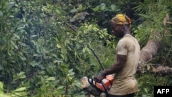 Un petit bûcheron artisanal abattit un arbre le long de la route RN4 au cœur de la forêt du bassin du Congo près de Kisangani au nord-est de la République démocratique du Congo le 25 septembre 2019. (Photo par SAMIR TOUNSI / AFP)
