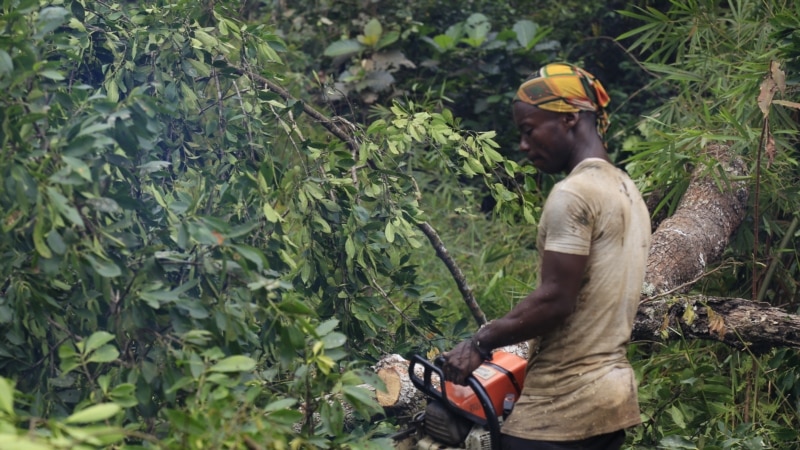 Contrats foresters en RDC: Greenpeace demande une enquête judiciaire