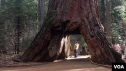 The 'Pioneer Cabin Tree' giant sequoia is seen in Calaveras Big Trees State Park in northern California. (Courtesy: California State Parks)