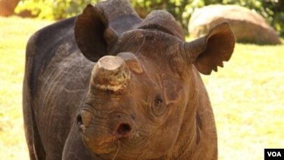 9700 Koleksi Gambar Hewan Badak Hitam HD