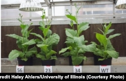 Three supercharged tobacco plant compared to a regular one. (Credit Haley Ahlers/U. of Illinois)