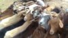 Diseases Jump Borders to Infect African Livestock