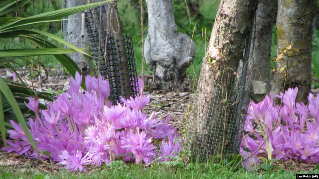 With autumn gardening you need to find the right plant for your area. This photo shows autumn crocus. Other types of crocuses are known as a spring flower. Photo was taken on Oct. 6, 2009. (AP/Lee Reich)