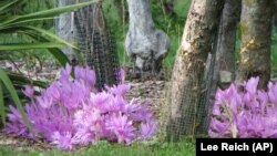 With autumn gardening you need to find the right plant for your area. This photo shows autumn crocus. Other types of crocuses are known as a spring flower. Photo was taken on Oct. 6, 2009. (AP/Lee Reich)