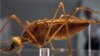 Dengue: amenaza mundial