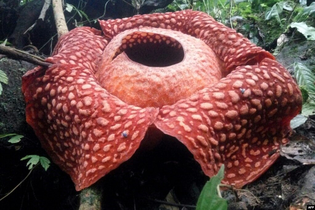 Ʈ õڿȣ(BKSDA) ư ڿ ڿȣ  111cm ̸ ÷þ(Rafflesia tuan-mudae)  ߰ߴ.