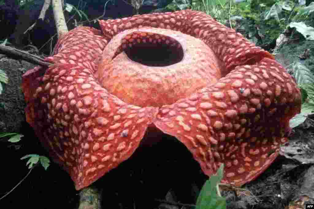 This handout picture released by the Sumatra Barat Nature Conservation Agency shows a giant Rafflesia tuan-mudae -- a fleshy red flower with white blister-like spots on its enormous petals and measuring a whopping 111 centimeters (3.6 feet) in diameter at the Maninjau nature preserve in Agam, West Sumatra, Indonesia.