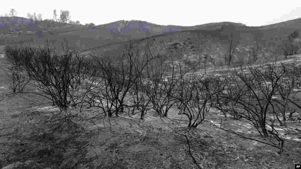 Vegetação queimada perto de uma colina em Clearlake, California, 5 de agosto. Végétation brûlée sur une colline près de Clearlake, Californie, 5 août 2015. &nbsp;