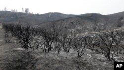 Burned plants are shown on a hill near Clearlake, Calif., Aug. 5, 2015. 
