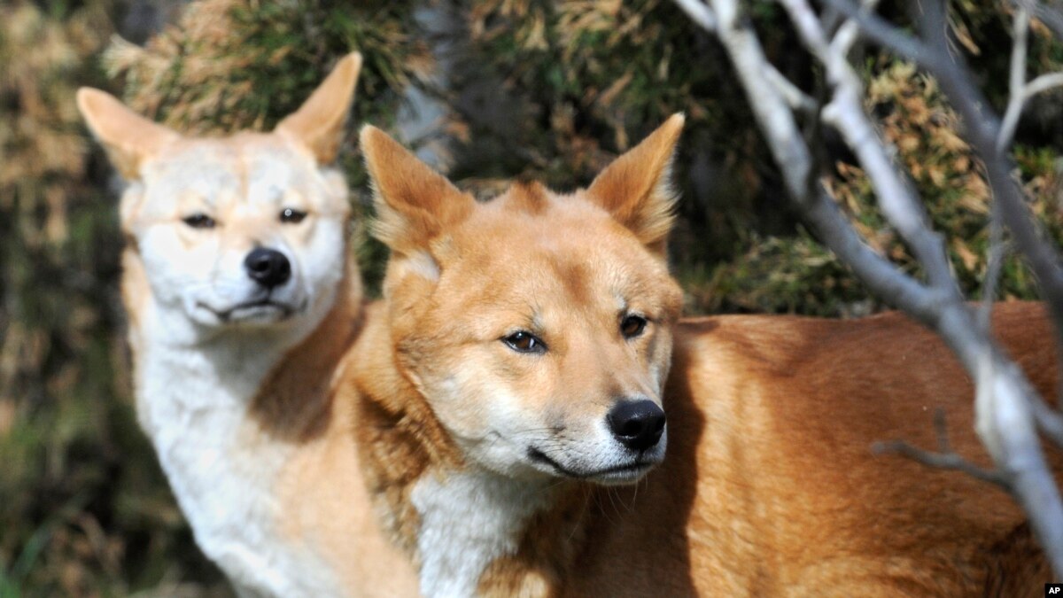 Hasil Penelitian Dingo Hewan Khas Australia Adalah Spesies Unik