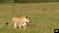 FILE - Lioness walks through the tall grass in the Phinda Private Game Reserve, near Hluhluwe, South Africa, April 2012.