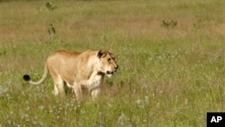 FILE - This photo taken April 2012 shows a lioness walking through the tall grass in the Phinda Private Game Reserve, near Hluhluwe, South Africa. The lions that roam Africa's savannahs have lost as much as 75 percent of their habitat in the last 50 year