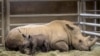 Rhinoceros Conceived Artificially Born at California Zoo