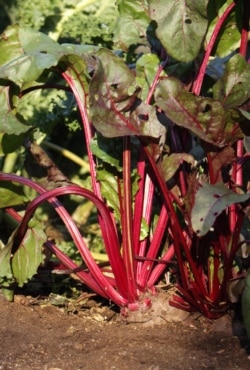 FILE - This photo shows beets growing in a garden in New Paltz, New York.