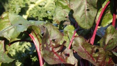 Quiz - Regrow Vegetables to Reduce Waste, Save Money