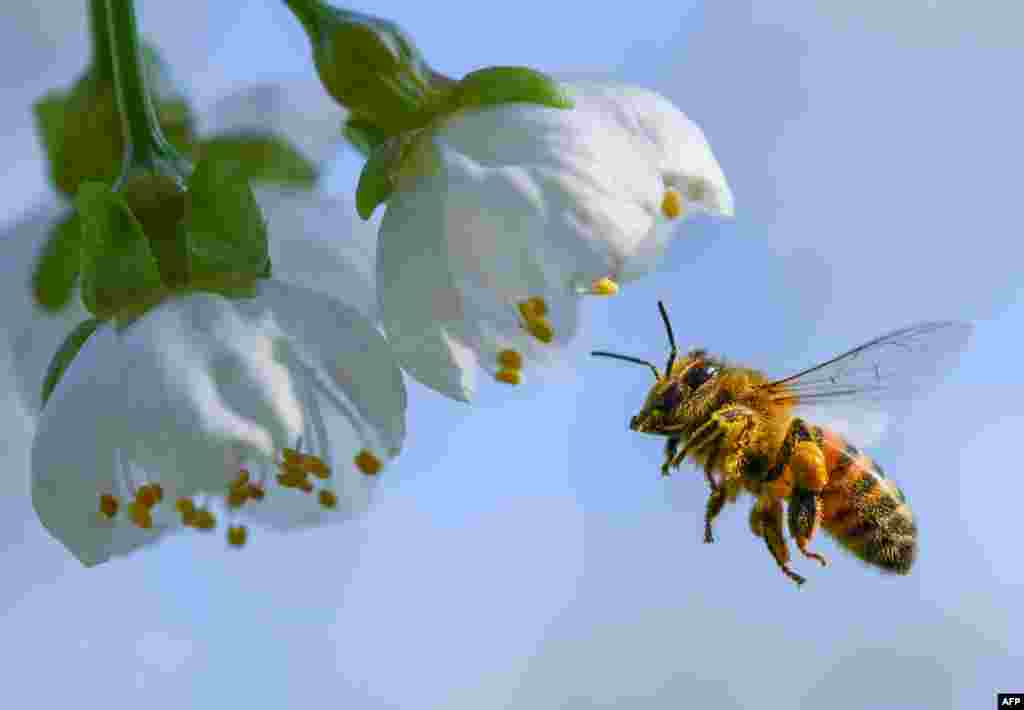 독일 프랑크푸르트에서 꿀벌이 만개한 벚꽃의 꽃가루를 수집하고 있다.