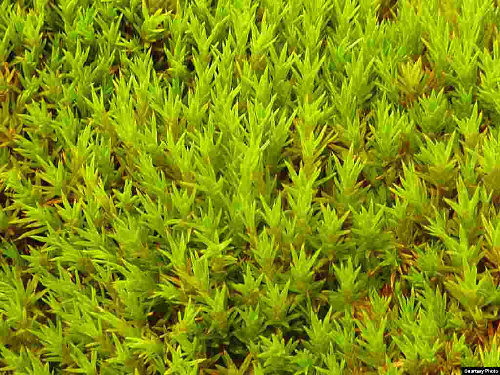 Foto en primer plano del crecimiento de Polytrichum strictum en el banco de musgo de isla Verde e isla Berthelot. (Dan Charman/Matt Amesbury)