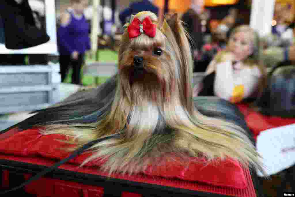 Pip, a YorkshireTerrier breed, sits during the 143rd Westminster Kennel Club Dog Show in New York.