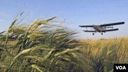 Petani Rusia menggunakan pesawat untuk menyebarkan zat kimia pembunuh serangga di ladang gandum di Mozdok, Ossetia utara (8/6).