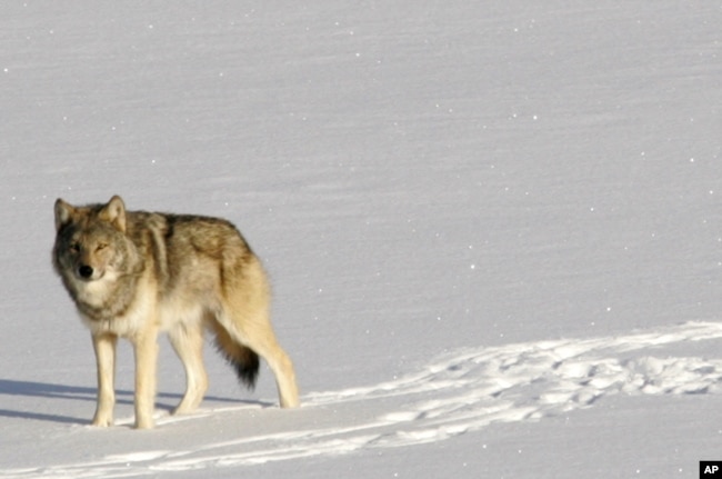 A gray wolf is shown on Isle Royale National Park in northern Michigan.