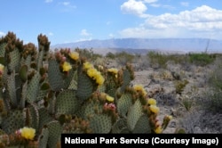 A cactus plant in the Chihuahuan Desert, Big Bend National Park