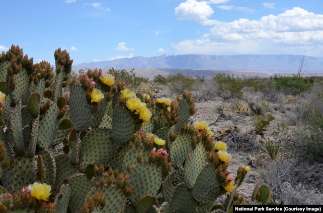 A cactus plant in the Chihuahuan Desert, Big Bend National Park