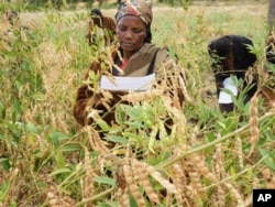 Woman selects pigeon-pea varieties in Kenya