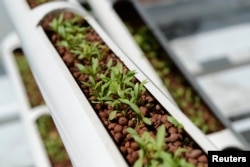 Organic cilantro seedlings sprout from growing towers that are primarily made out of polyvinyl chloride pipes at Citiponics' urban farm on the rooftop of a multi-story garage in a public housing estate in western Singapore, April 17, 2018.