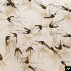 Adult mosquitoes ready for vaccine production.