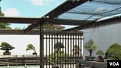 Odgajanje bonsai stabala: Umjetnost koja živi