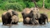 FILE - In this March 3, 2013 file photo, elephants drink from the Chobe National Park in Botswana. The sudden deaths of some 330 elephants in the northern part of the country earlier this year may have occurred because they drank water contaminated by tox