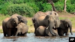 FILE - In this March 3, 2013 file photo, elephants drink from the Chobe National Park in Botswana. The sudden deaths of some 330 elephants in the northern part of the country earlier this year may have occurred because they drank water contaminated by tox